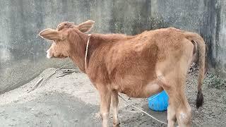 How To Take Care a calf @D.D RAMAWAT sir