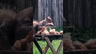 squirrel tribe returns!: the little wooden table april 8, 2025 # #tuesday #wildlife #shorts #video