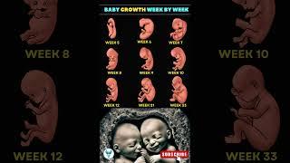 Fetal Development Week by Week: A Guide for Expecting Moms | Pregnancy Guide #shortsfeed #fertility