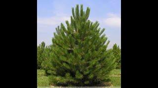 Pinus nigra 'Austriaca'( Austrian pine) - video