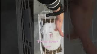 Buggs Bunny The Cute and Funny Rabbit - Buggs Bunny o Coelho Fofo e Engraçado #animal #fofura #pet
