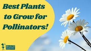 Best Plants to Plant for Pollinators