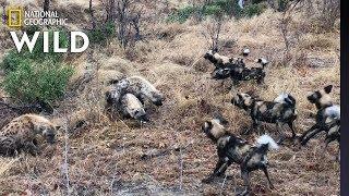 Hyena Clan Fights Off Wild Dogs and Steals Kill | Nat Geo Wild