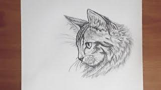 Sweet Cat Drawing step by step