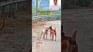 Dog Fight 15Dec24 #dog #tranding #shortsvideo #dogfights #doglover #viralshorts #animals