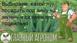 Выбираем, какой лук посадить под зиму на зелень и сажаем его правильно