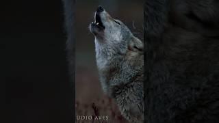 Roaring wolf in wild nature #wolf #wolves | Film Studio Aves
