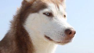 RIP Laika the Husky