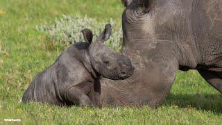 Tiny rhino magic - SafariLIVE Sunset - 13 November 2024