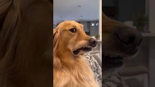 I caught my dog judging me!