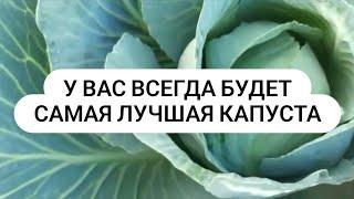 Кислая почва для выращивания здоровой капусты