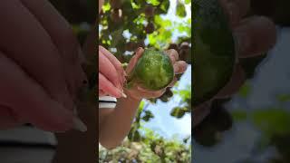 Beautiful Nature - Inspur Fresh Fruit wonderful video of Industry #5027