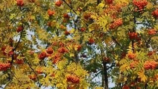 Footage — Rowan in the autumn forest. Footage (footages) beautiful nature [Full HD]