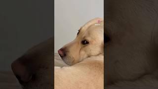 Харли каждый раз как видит телефон  #labrador #goldenretreiver #лабрадор #goldenretriever