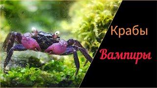 #Крабы вампиры. Наконец-то.