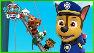 Misja ratunkowa: pieski ratują królewskie kociaki i więcej! - Psi Patrol PAW Patrol po polsku