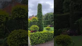 How Beautiful is This Garden, #gardentricks #youtubeshorts #shortsvideo