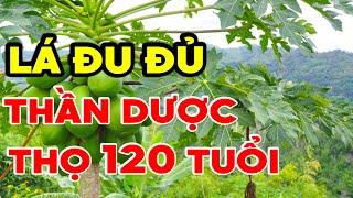 Thọ Trên 120 Tuổi Nếu Biết Ăn LÁ ĐU ĐỦ Kiểu Này, Bổ Hơn Thần Dược Nhân Sâm