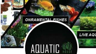 latest update fish aquarium Shop Lalu Khet market #aquatic house# gold fish# MR.Fish#