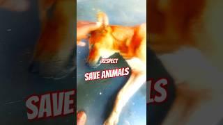 **“Respect Animals—They Feel, They Matter”**