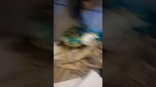 3 Year Old Daughter Goes to Bathroom #shorts