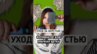 Уход за шерстью кошек: Фурминатор vs. Обычная щетка - Какая лучше?