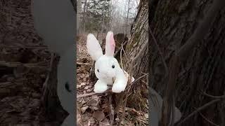 Does a BUNNY Poop in the Woods?