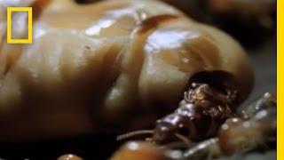 Termite Queen Lays Millions of Eggs | National Geographic