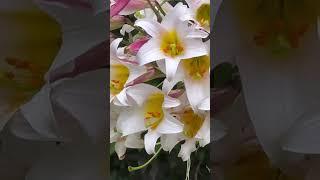 Lilium regale, regal lily, royal lily, king’s lily…