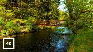 Tranquil Bridge Over Gentle Stream | Relaxing Nature Sounds for Stress Relief & Sleep