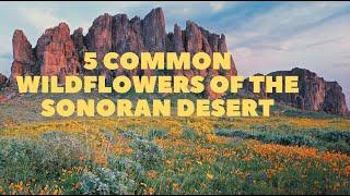 5 Common Wildflowers of the Sonoran Desert