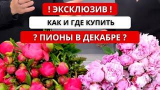  ЭКСКЛЮЗИВ: ПИОНЫ В ДЕКАБРЕ! Чилийские пионы: сорта, качество, цена. Как купить пионы в декабре?