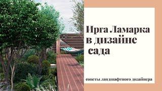 ИРГА ЛАМАРКА в дизайне сада. Советы ландшафтного дизайнера.