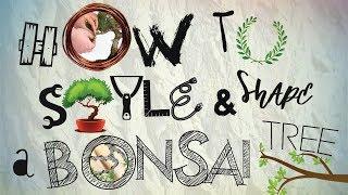 How To Style And Shape A Bonsai Tree