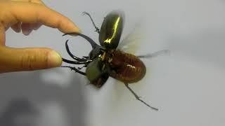 Flying Chalcosoma atlas (Sulawesi)