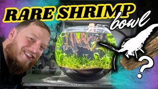 Step by step how to build a planted bowl for rare Caridina shrimp