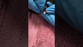 How to clip ferret/ skunk nails