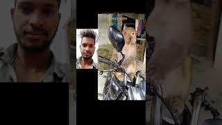 Monkey Rani funny video #youtubeshorts #shorts #monkey bandar #2022 #trending #viralvideo #funny