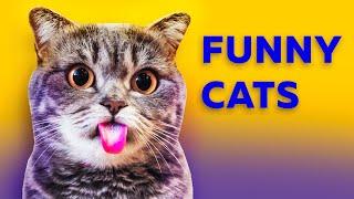 Funny cats & kittens for a good mood