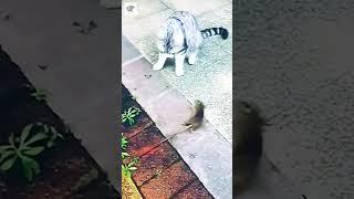 Cat vs Mouse - Vía @goias_rural Ig