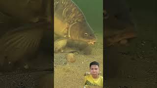 Smart fish #fishing #fish #carp #carpfishing #catchandrelease #bass #reaction #underwater