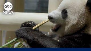 Giant pandas from China arrive at the National Zoo in D.C.