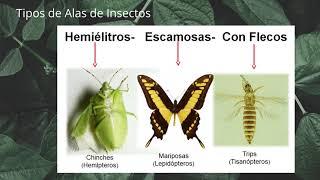 Introducción a la Entomología. Clase 1 Morfología