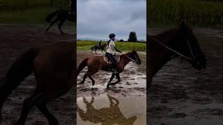 Horse Videos | Horses Video | Horse Graphics #Horsemeeting #horseriding #horselover #Horsebreeding