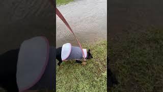 German pinscher pup and water.