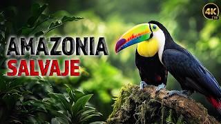 AMAZONIA SALVAJE - Vida Silvestre en la Selva Amazónica | Documentales Completos en Español