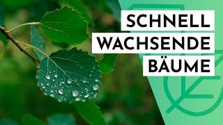 10 schnell wachsende Bäume für den Garten