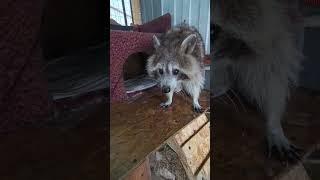 #помощьбездомнымживотным #ямыилюша #raccoon #анапа #reels #море #енотики #юмор