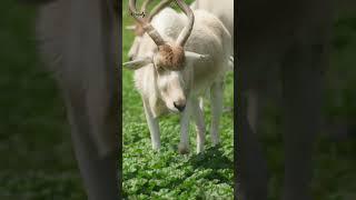 Addax: Critically Endangered Antelope of the African Desert 