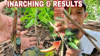 HOW TO INARCHING MANGO TREE & RESULT, HIGH PERCENTAGE SUCCESS RATE.